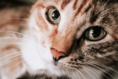 Close-up portrait of a cat