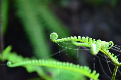 Close-up of spider web on new fern plant