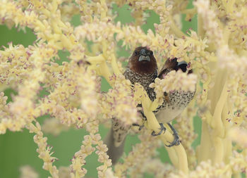 Close-up of butterfly on flower