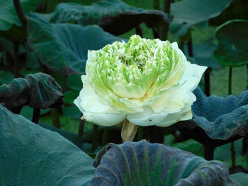 Close-up of flower