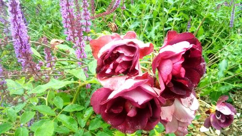 Close-up of pink flowers