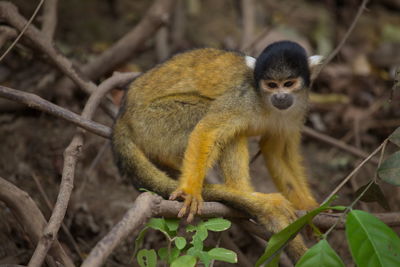 Side on closeup portrait of golden squirrel monkey saimiri sciureus sitting on branch, bolivia.