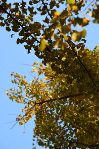 Low angle view of tree against sky