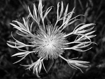 Close-up of flower blooming outdoors