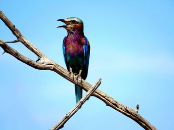 Low angle view of bird perching on branch against clear blue sky