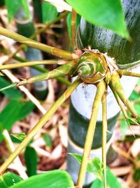 Close-up of plant