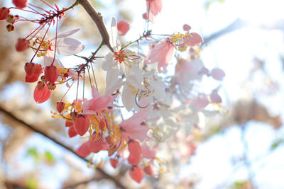 Low angle view of pink cherry blossom tree