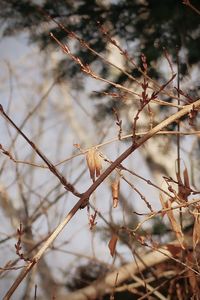 Close-up of dead plant