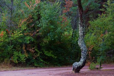 Trees in forest