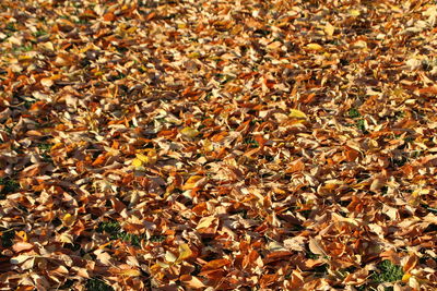 Full frame shot of fallen leaves on field