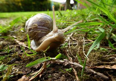 Close-up of snail on grass