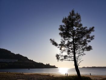 Silhouette tree on beach against clear sky during sunset