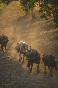 Cows on field