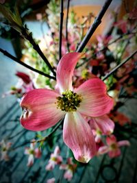 Close-up of pink flower blooming on tree