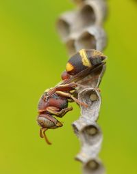 Close-up of insect