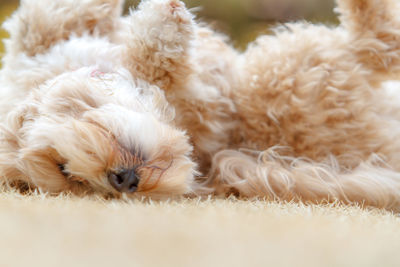 Close-up of dog