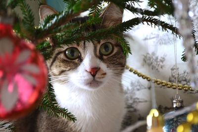 Close-up portrait of cat