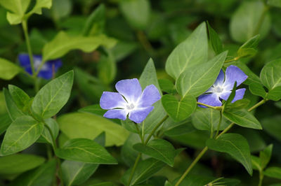 Close-up of purple flowering plant