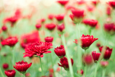 Close-up of red flowering plants