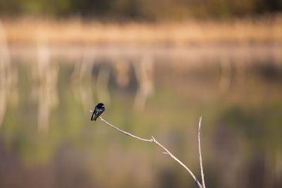 Side view of a  tree swallow perched on a branch at the edge of the léon-provancher marsh