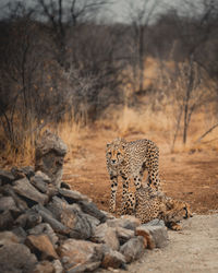 View of a cat on ground