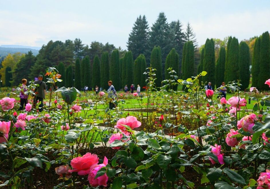 plant, flower, growth, flowering plant, beauty in nature, tree, nature, sky, freshness, day, group of people, crowd, real people, land, vulnerability, fragility, field, men, green color, leisure activity, outdoors, flowerbed