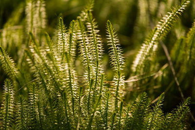 Close-up of crops growing on field