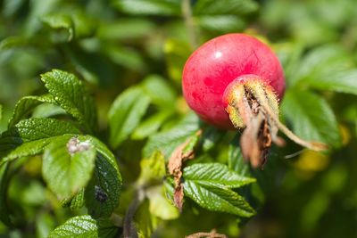 Close-up of rose hip growing on tree