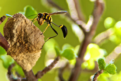 Close-up of insect on plant