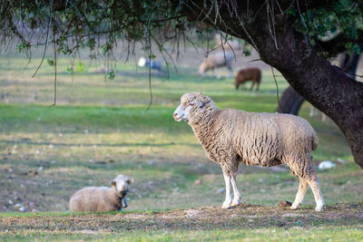 Sheep in a field