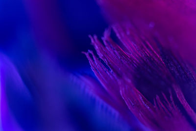 Macro shot of purple flower