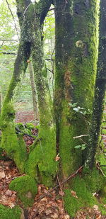 Green tree trunk in forest