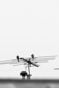 Low angle view of birds perching on cable against sky