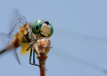 Close-up of dragonfly on twig