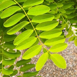 Close-up of green leaves