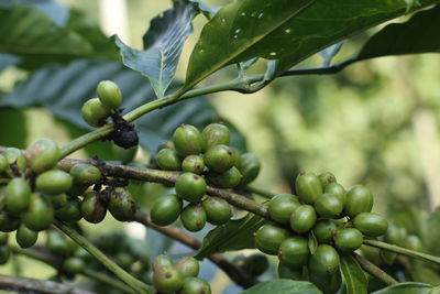 Close-up of berries growing on tree