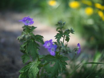 Close-up of purple flowers blooming outdoors