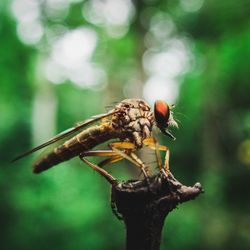 Close-up of insect on branch