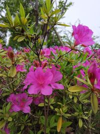 Close-up of pink flowering plants