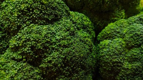 Full frame shot of fresh green plants