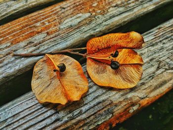Close-up view of fruit