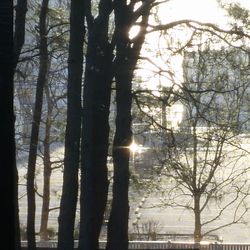 Sunlight streaming through trees in forest