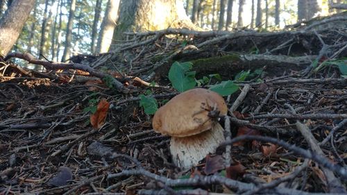 Close-up of mushroom growing on tree trunk