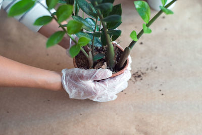 Close-up of hand holding potted plant