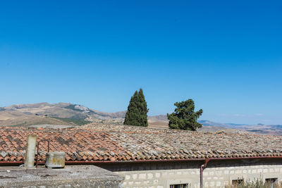 Trees against clear blue sky