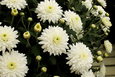 Close-up of white flowering plants