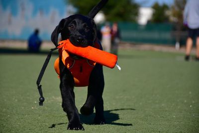 Black dog outdoors