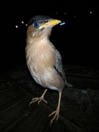 Close-up of bird