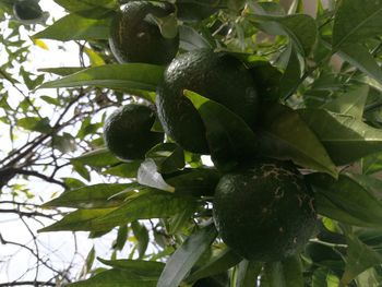 Close-up of fruit growing on tree