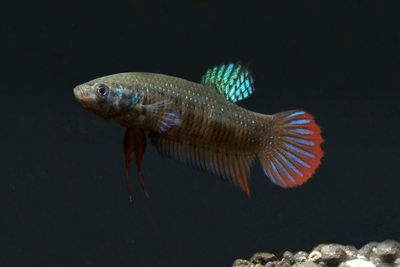 Close-up of fish swimming in sea